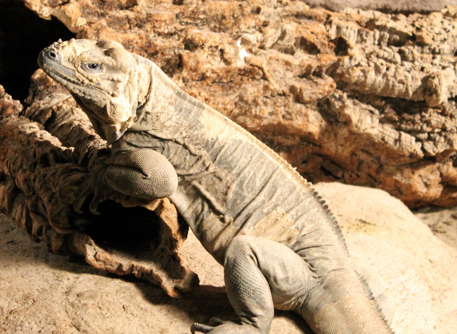 Rhinoceros iguana