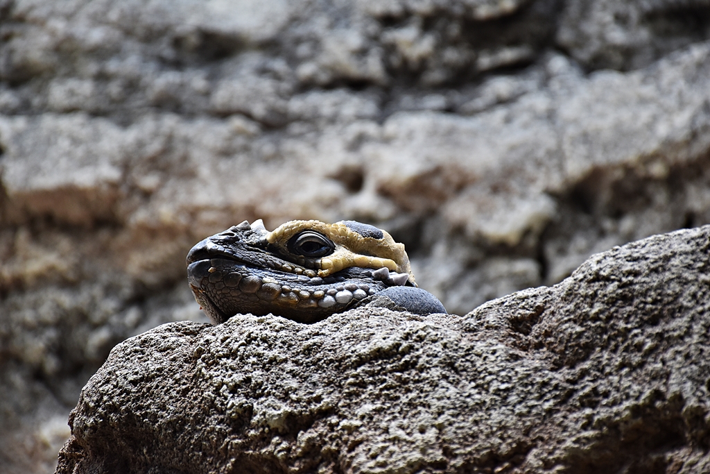 Rhinoceros iguana