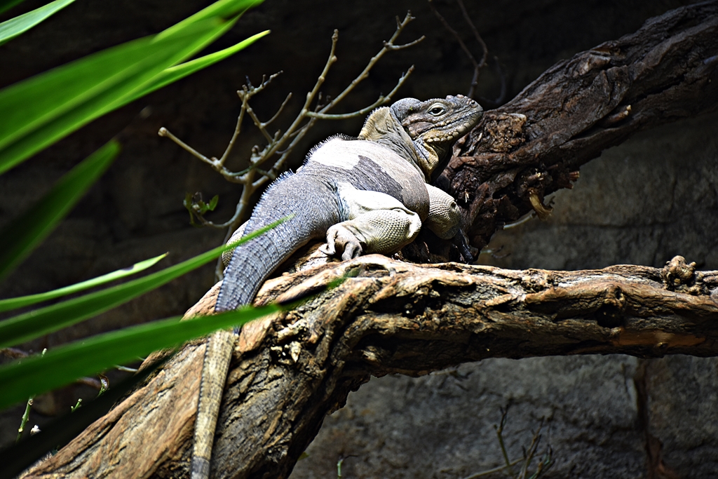 Rhinoceros iguana