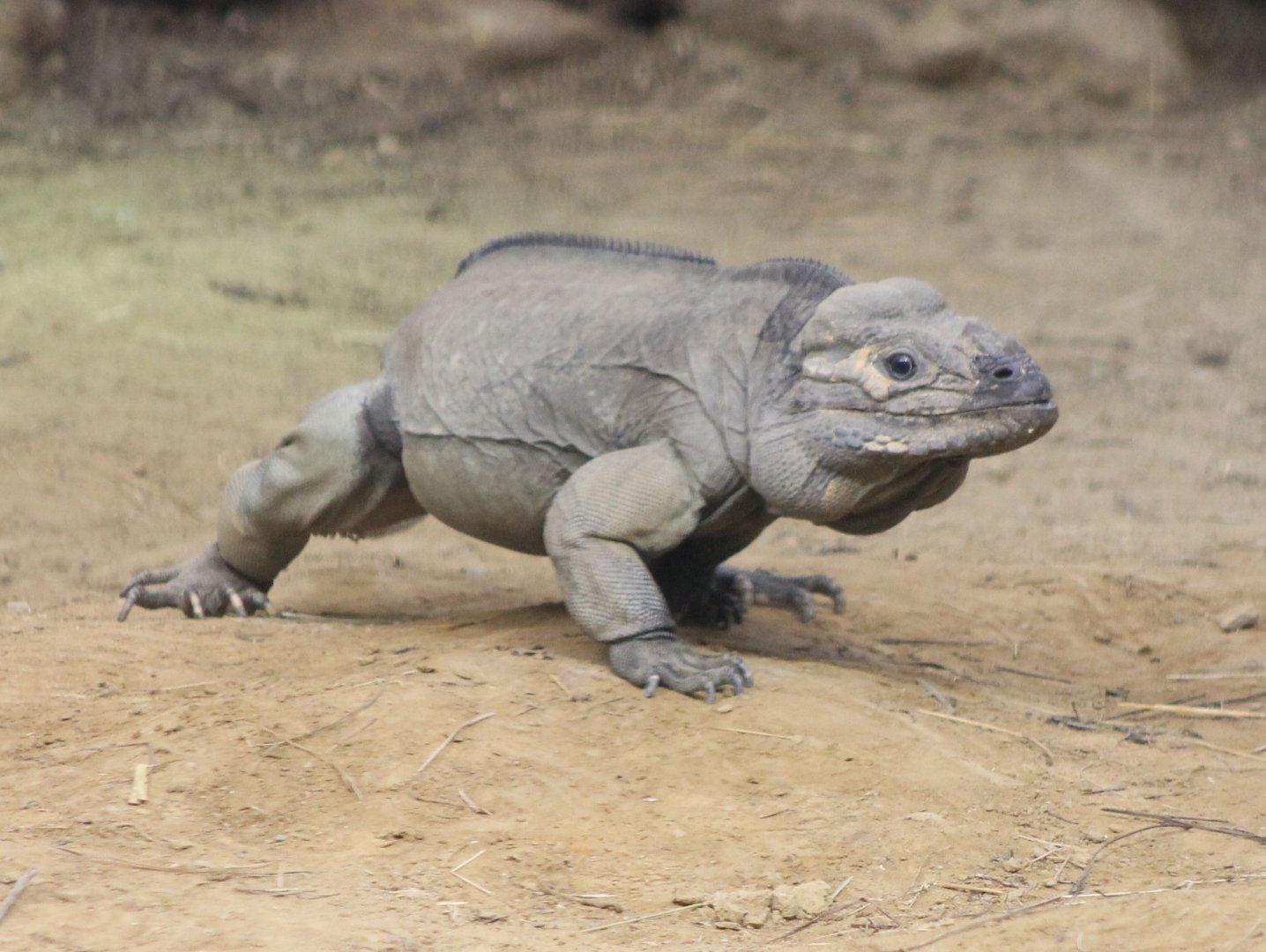 Rhinoceros iguana