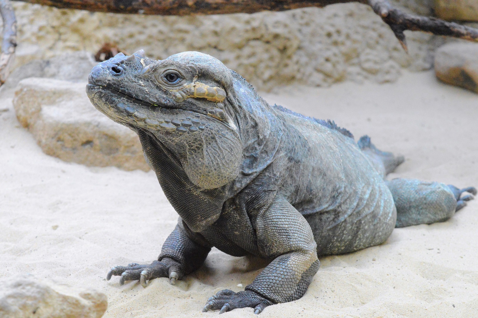Rhinoceros iguana