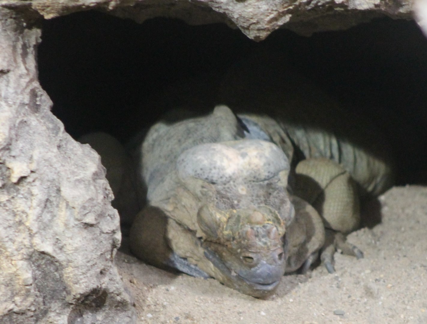 Rhinoceros iguana