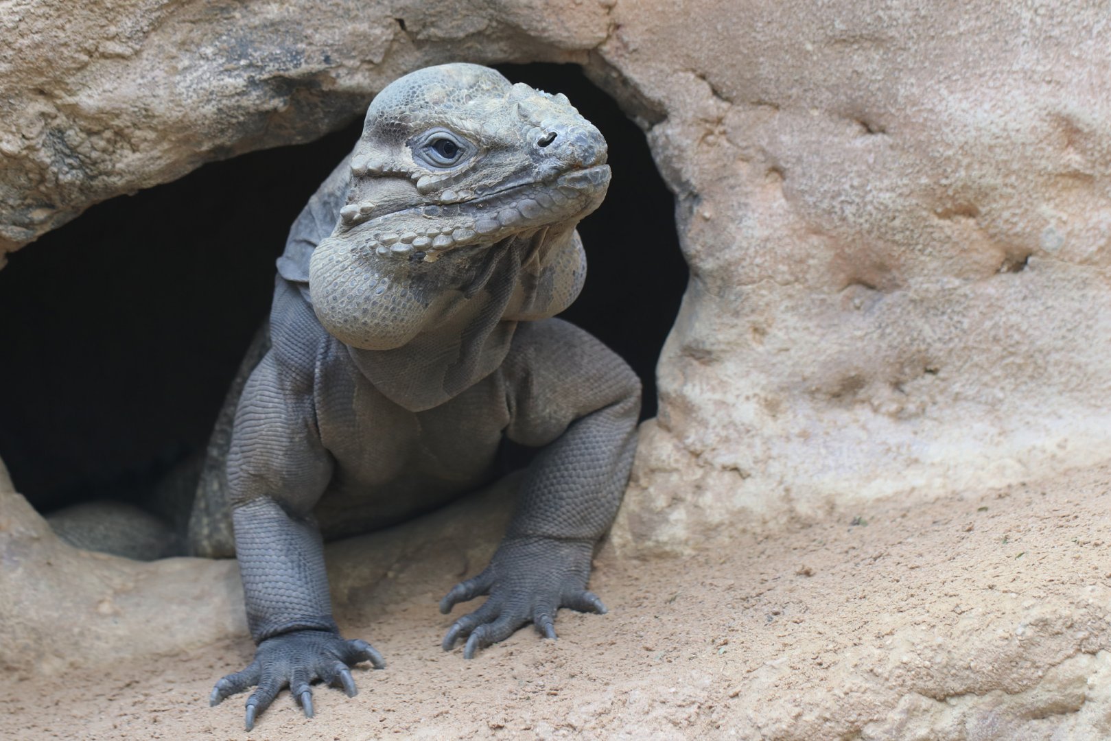 Rhinoceros iguana