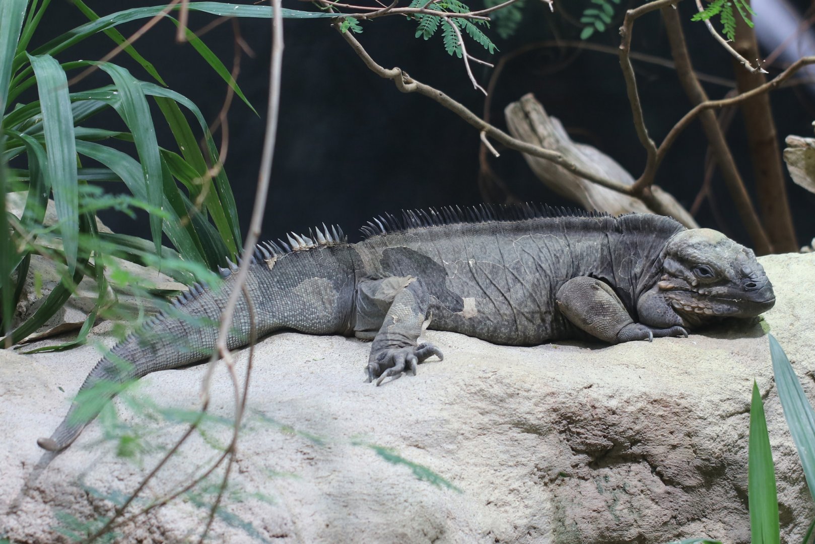 Rhinoceros iguana