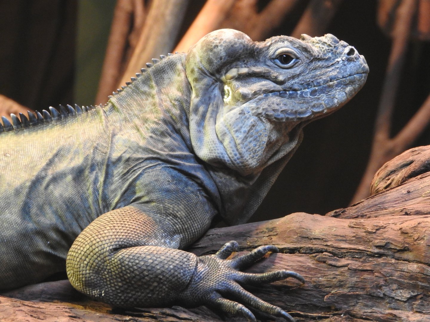 Rhinoceros Iguana