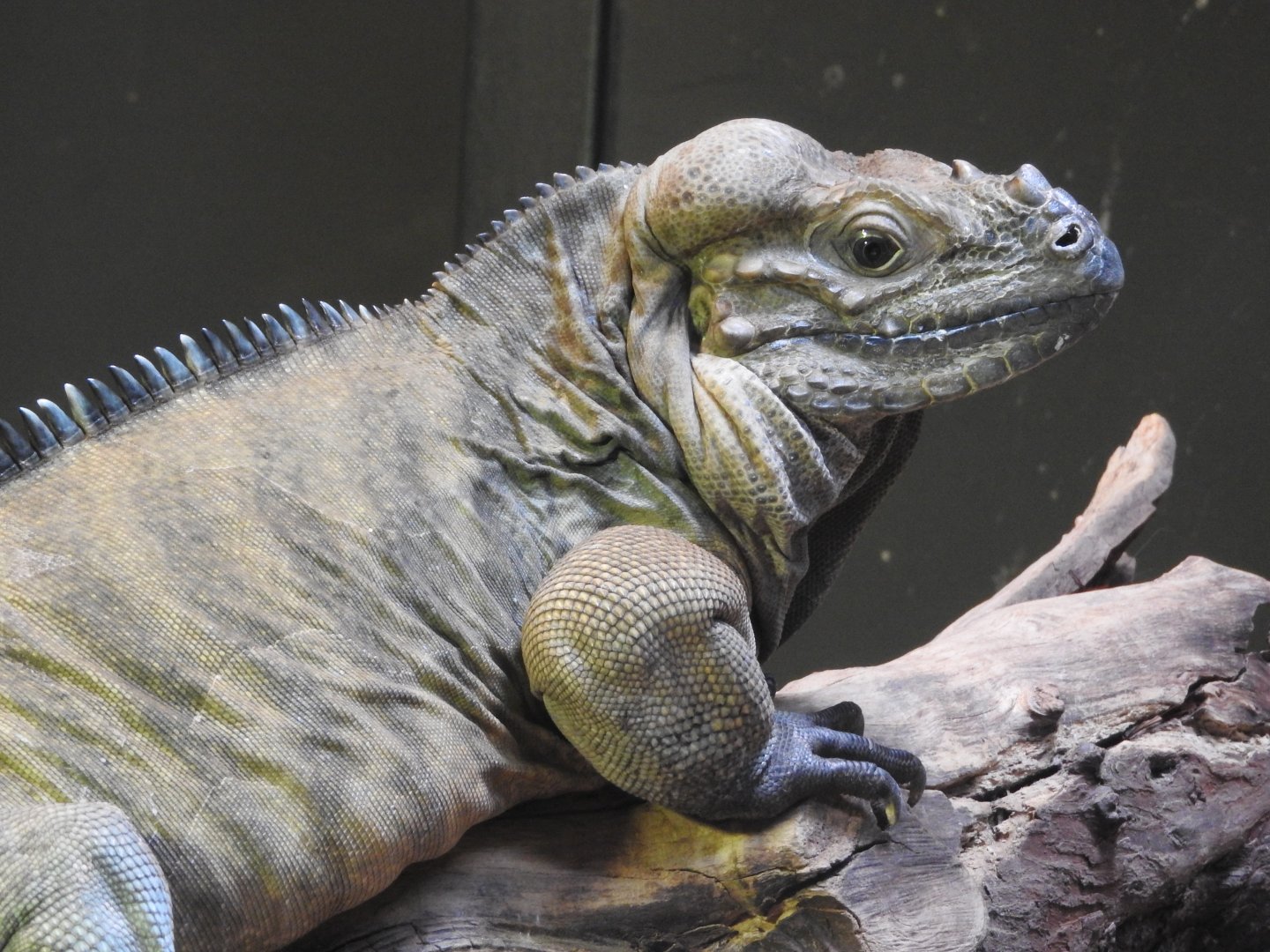Rhinoceros Iguana