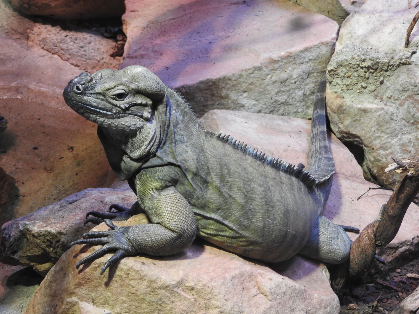 Rhinoceros Iguana