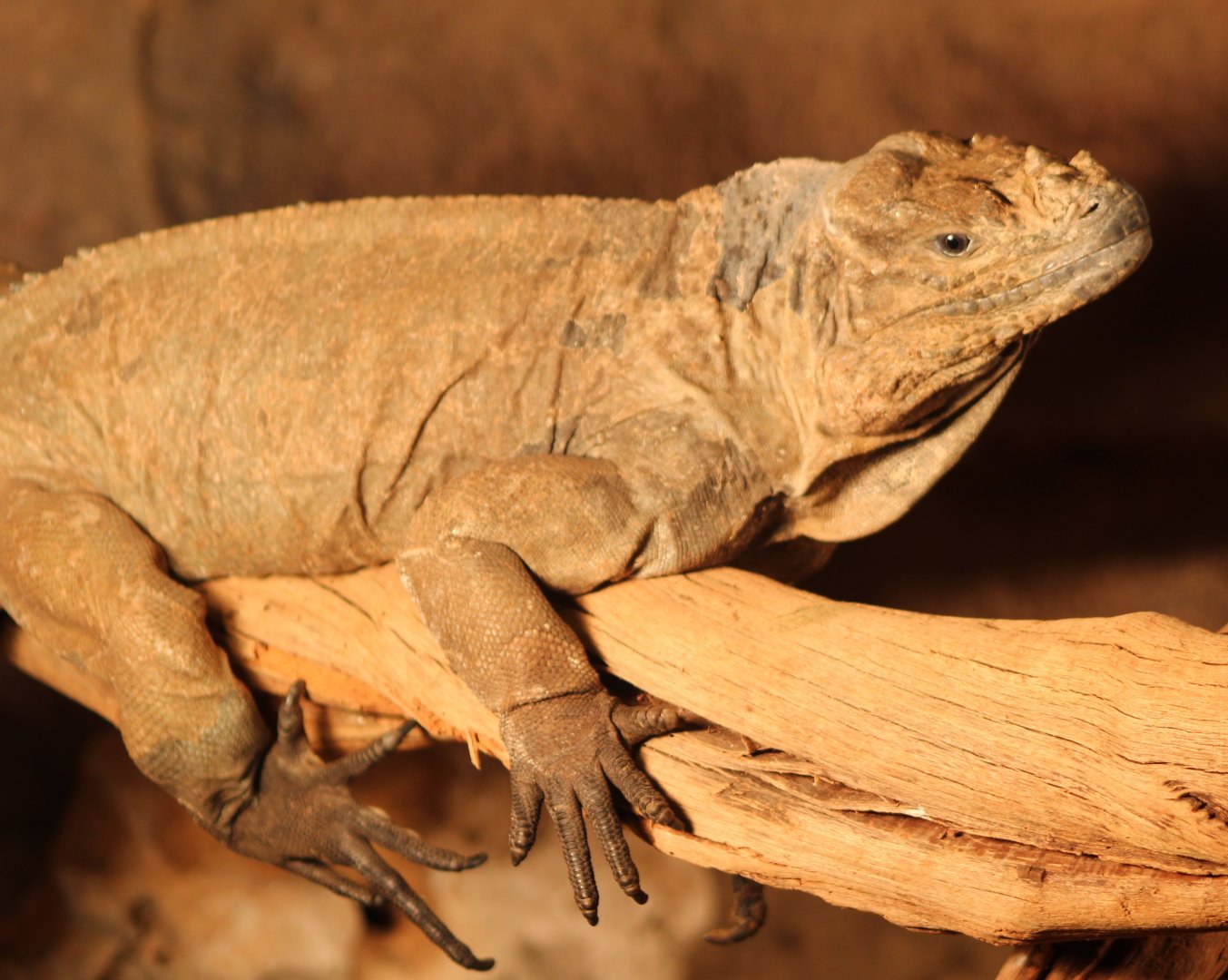 Rhinoceros iguana