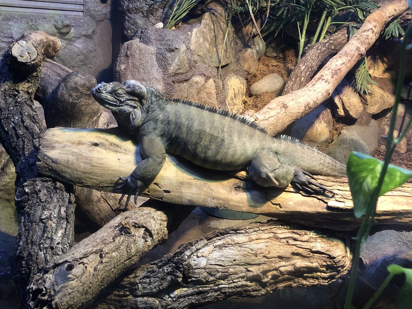 Rhinoceros iguana