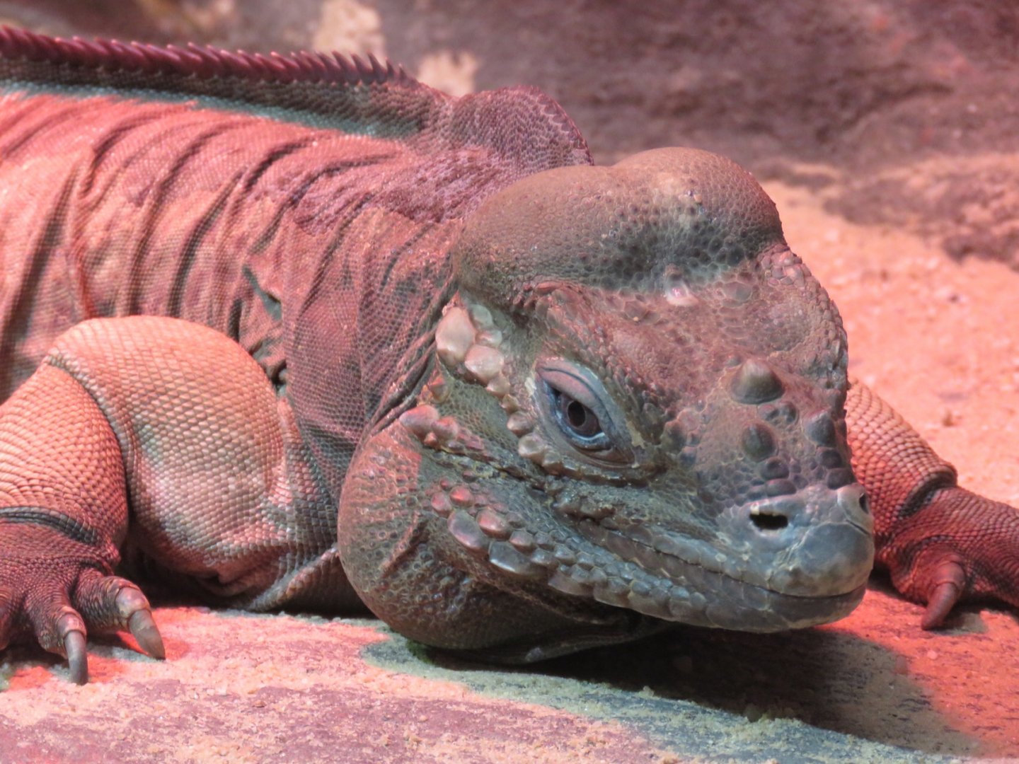 Rhinoceros Iguana