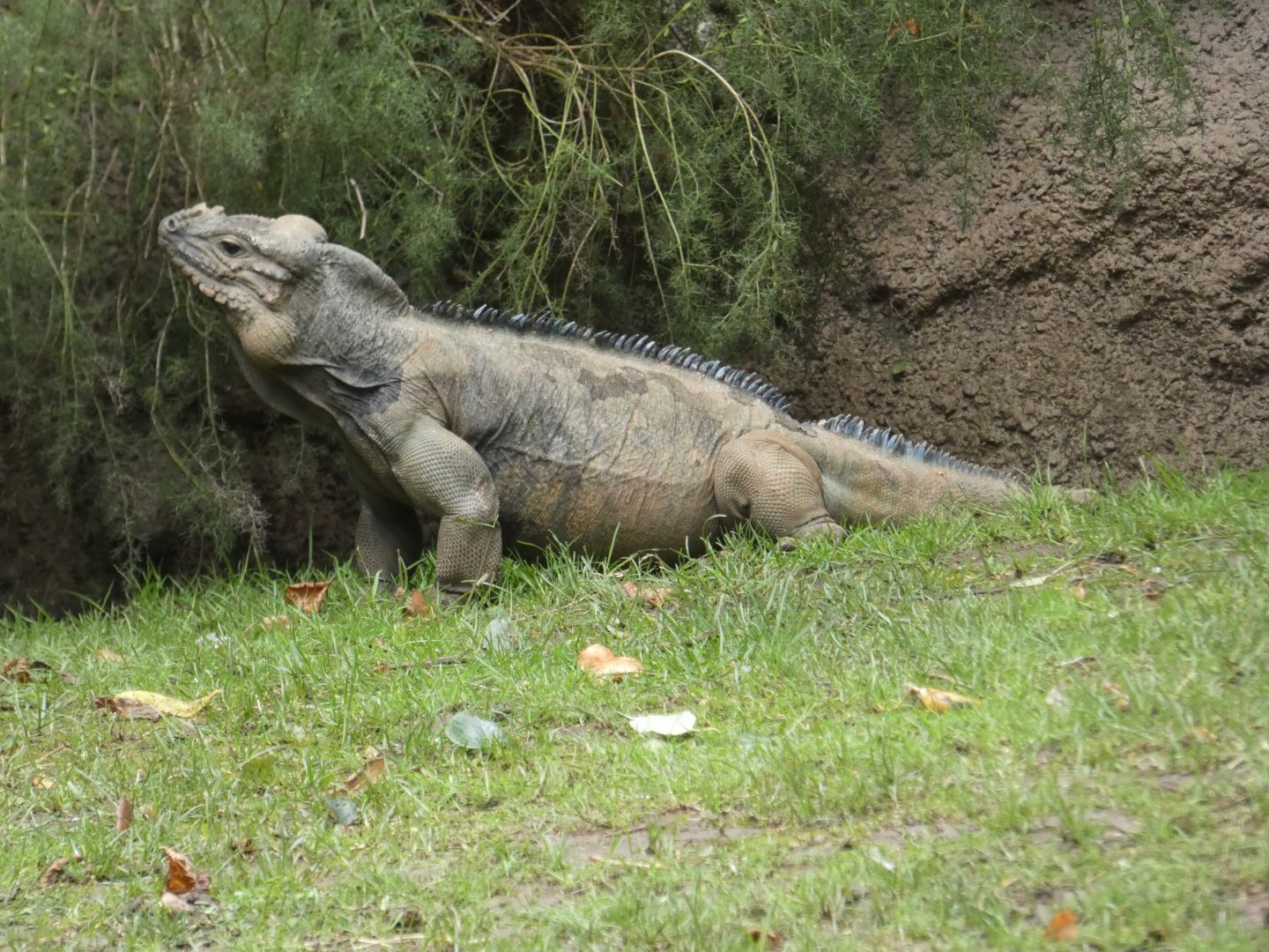 Rhinoceros Iguana