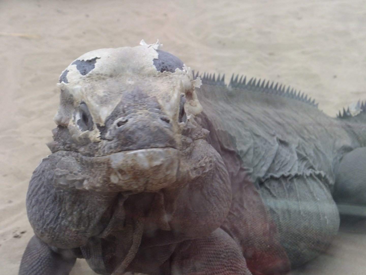 Rhinoceros iguana