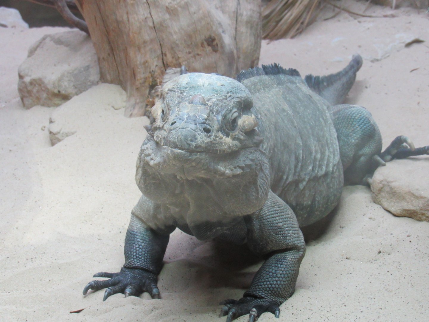 Rhinoceros Iguana