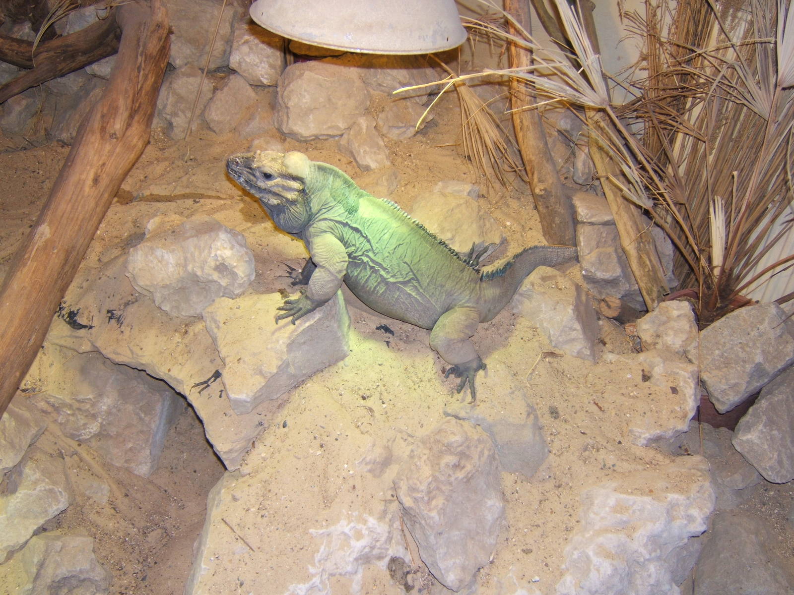 Rhinoceros Iguana