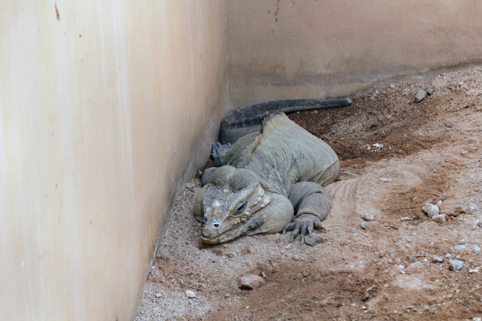 Rhinoceros Iguana