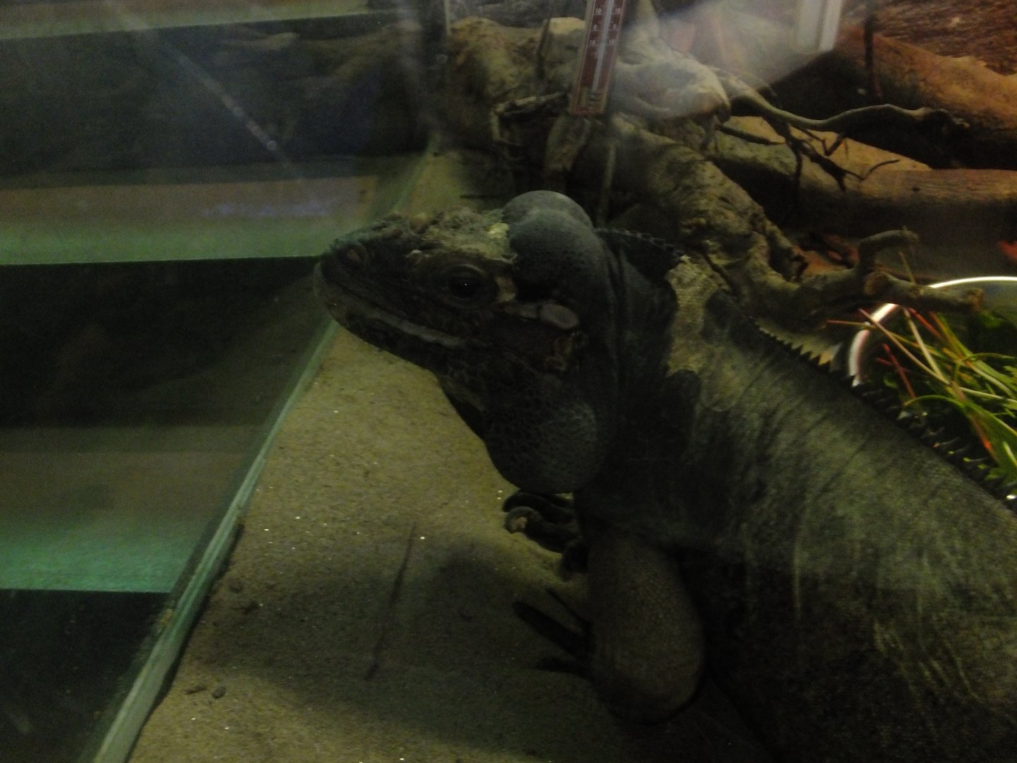 Rhinoceros iguana