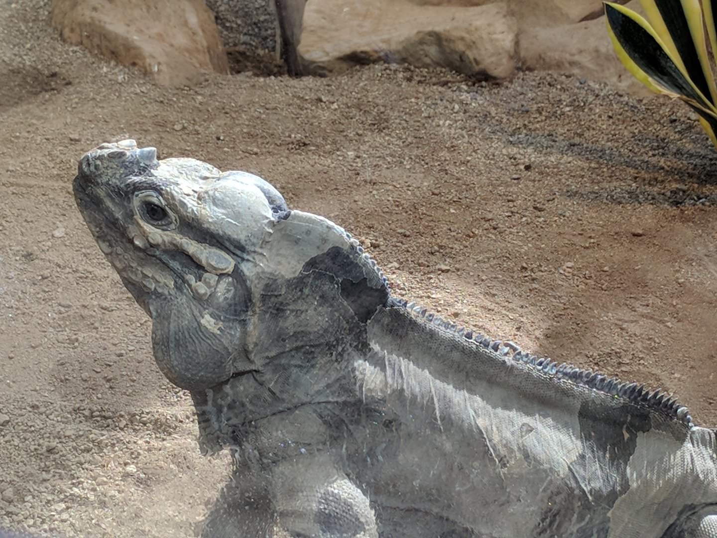 Rhinoceros Iguana