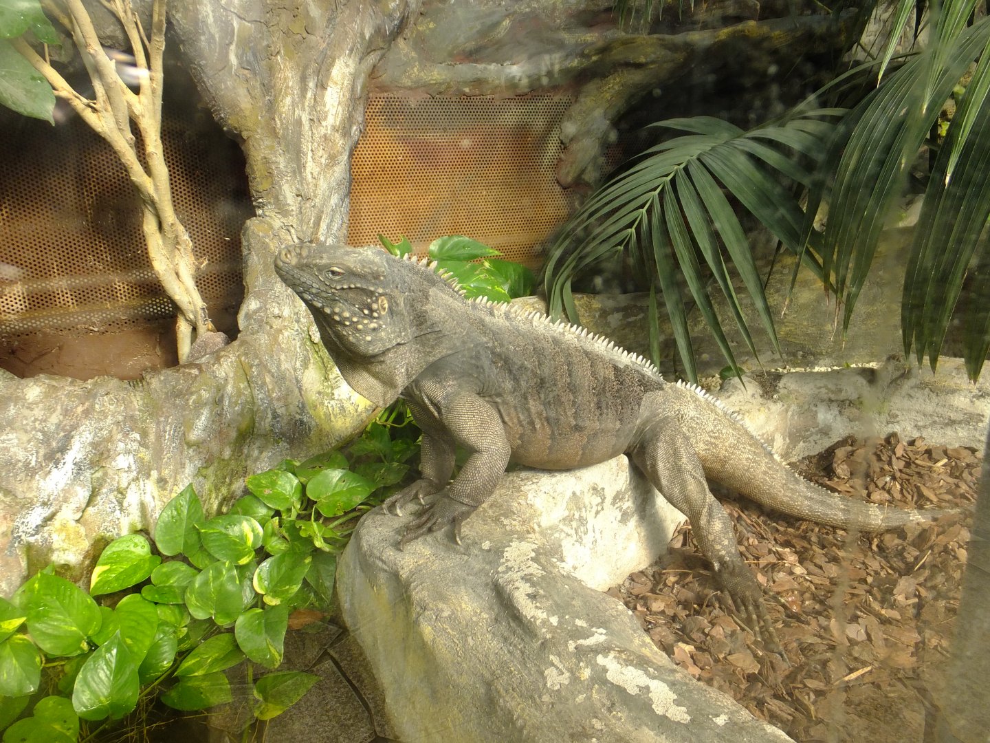 Rhinoceros iguana