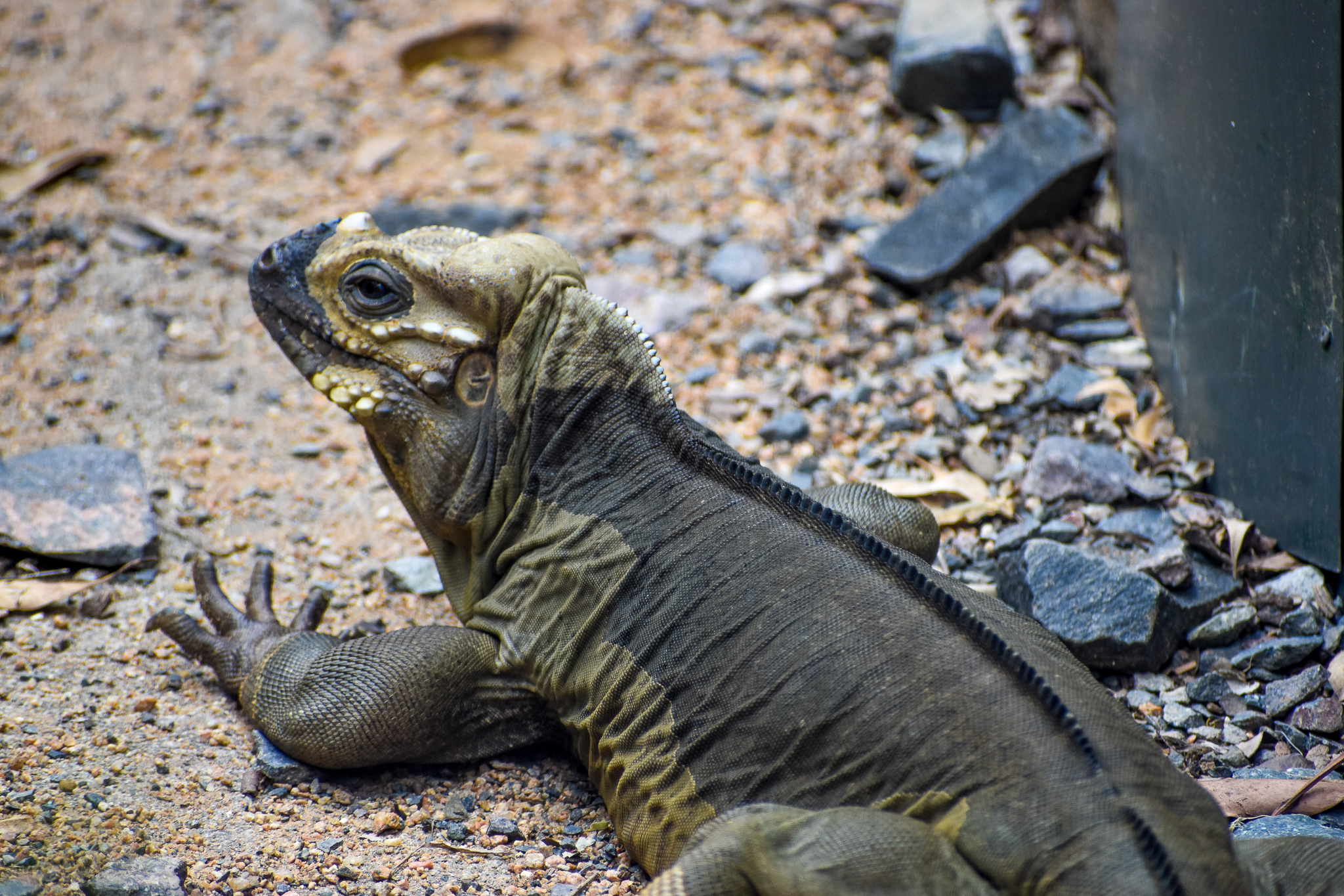 Rhinoceros Iguana