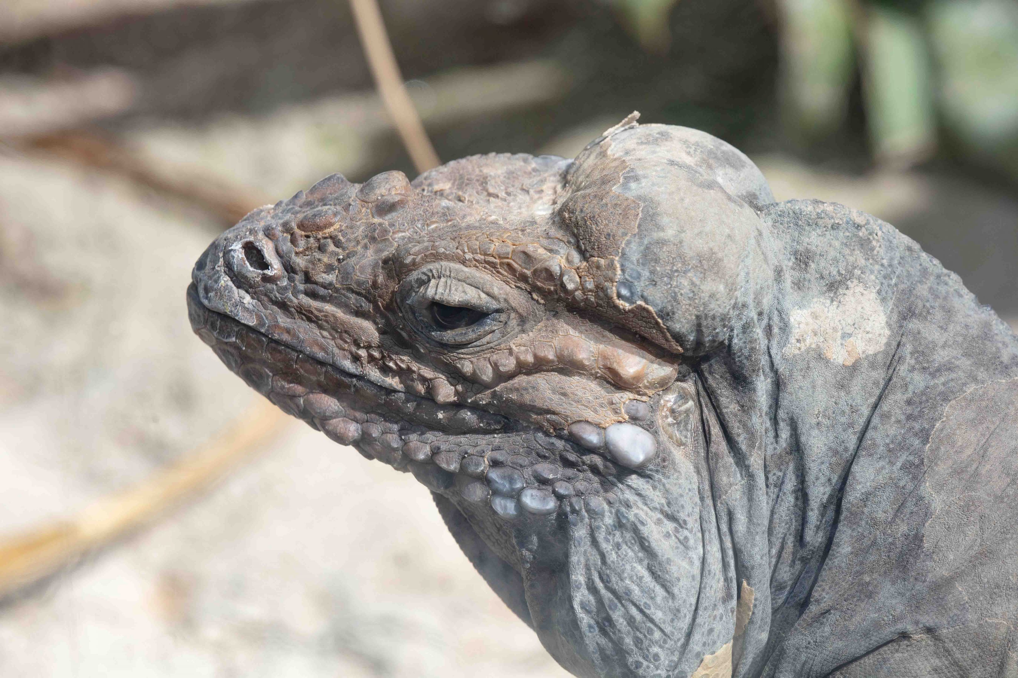 Rhinoceros Iguana