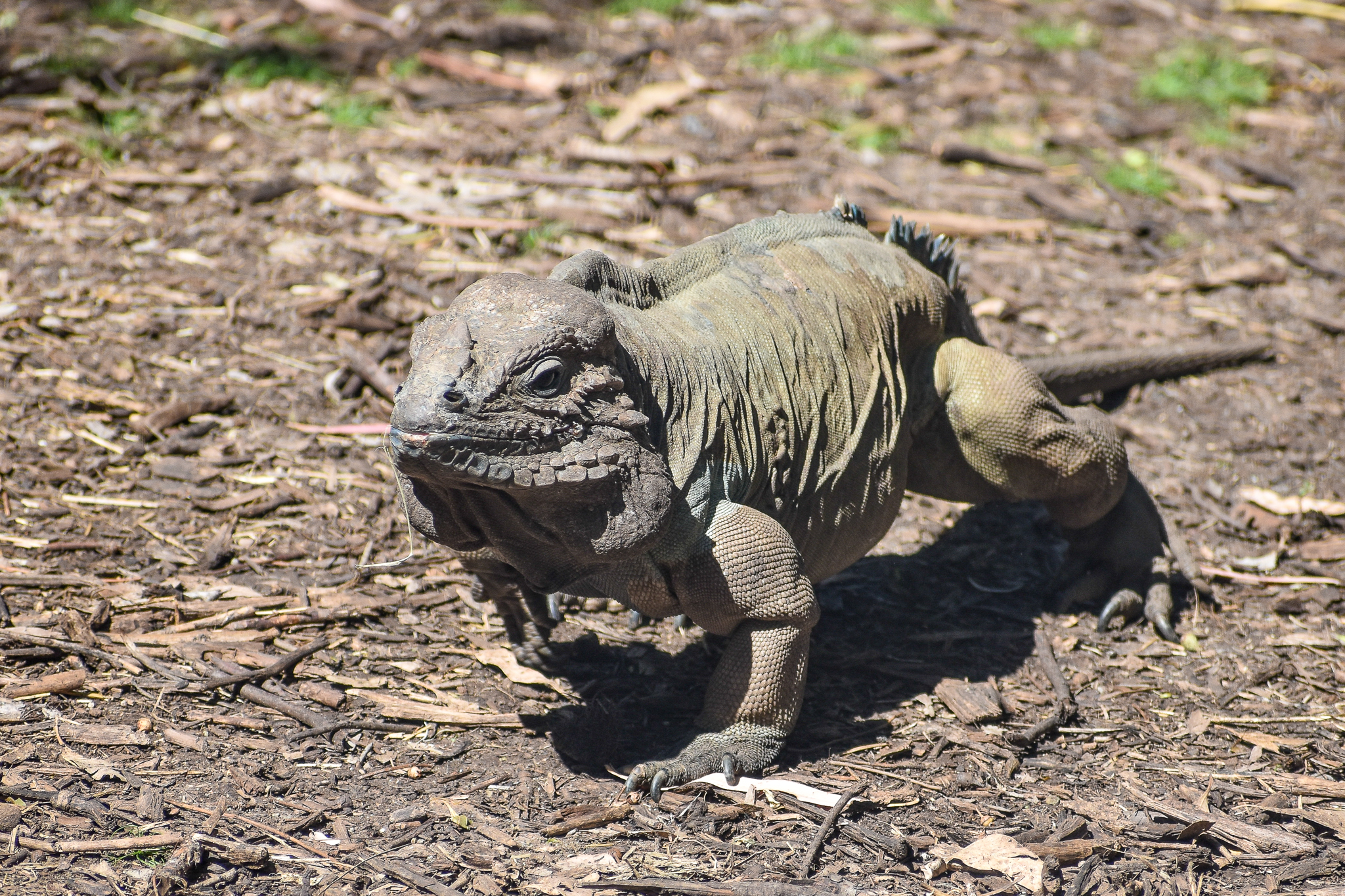 Rhinoceros Iguana