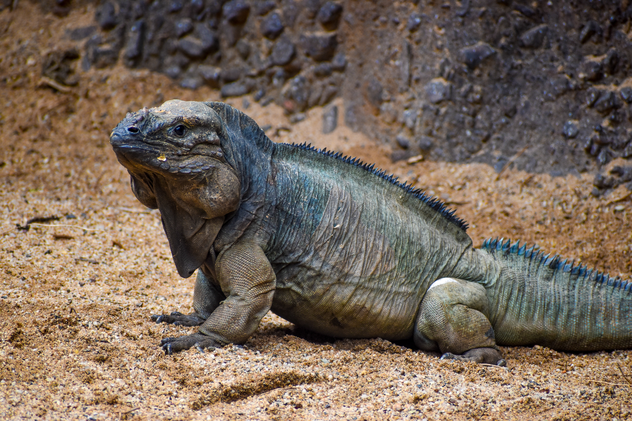 Rhinoceros Iguana