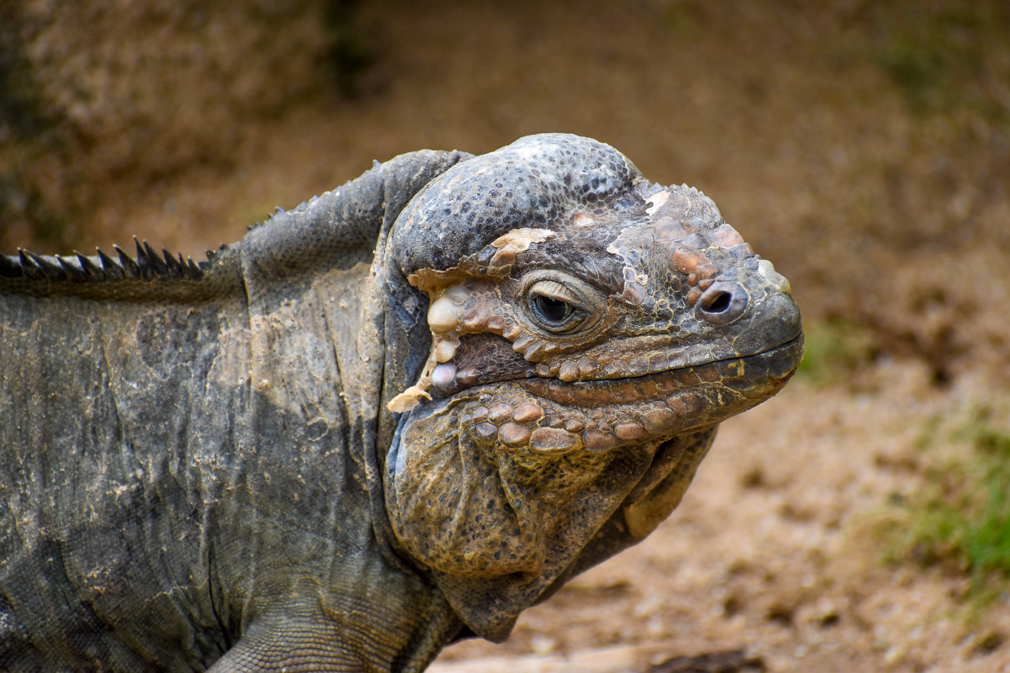 Rhinoceros Iguana