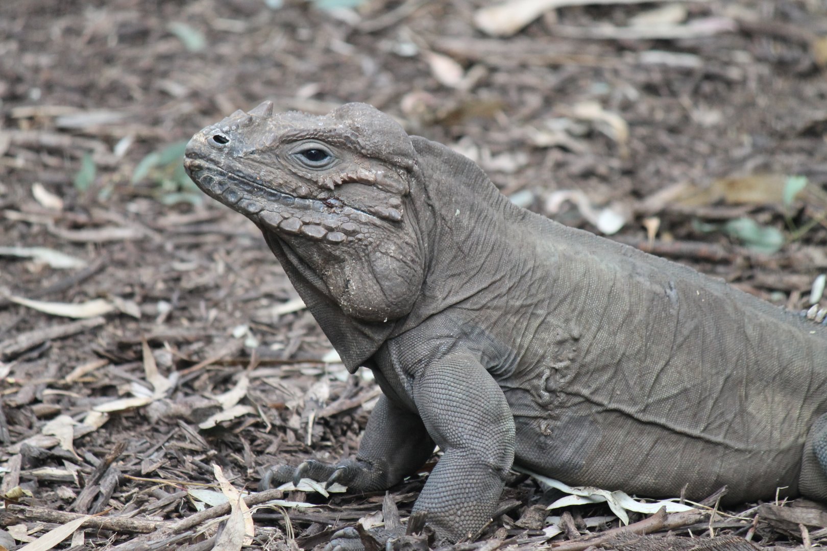 Rhinoceros Iguana