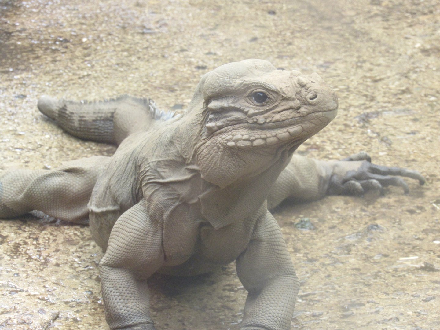 Rhinoceros Iguana