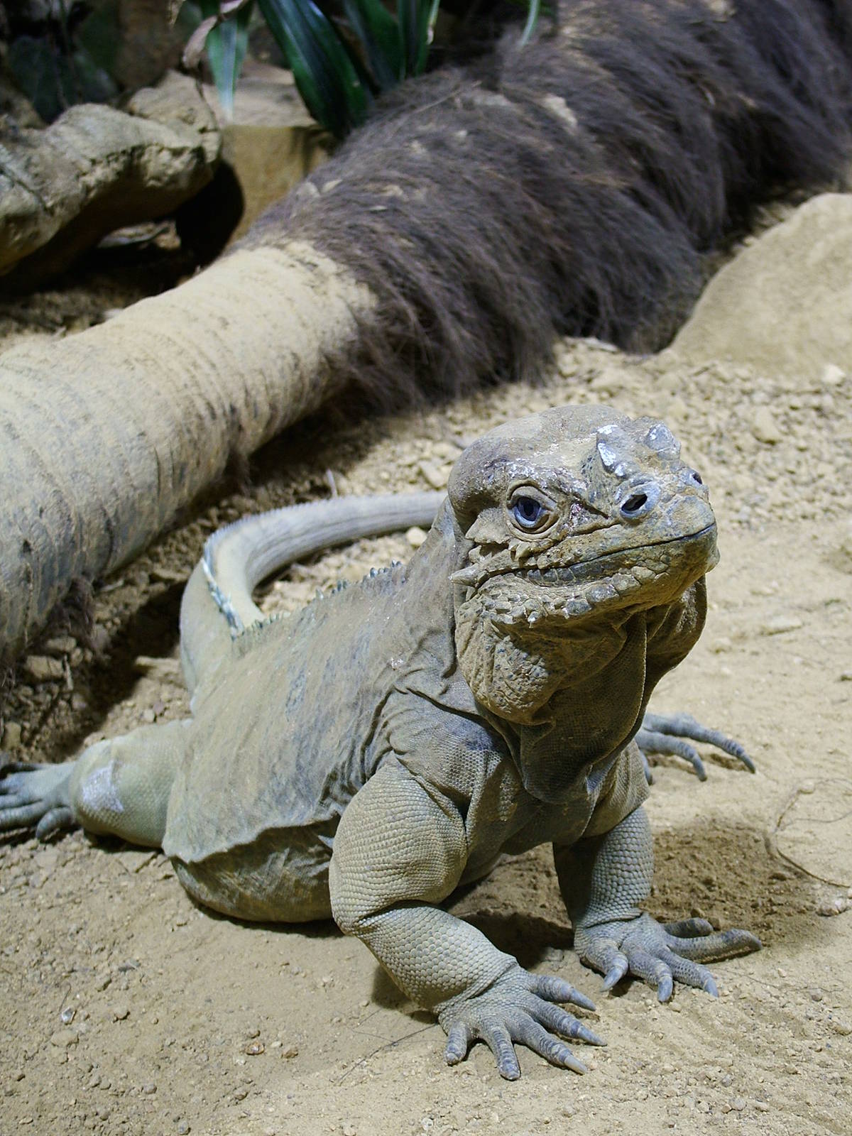 Rhinoceros Iguana