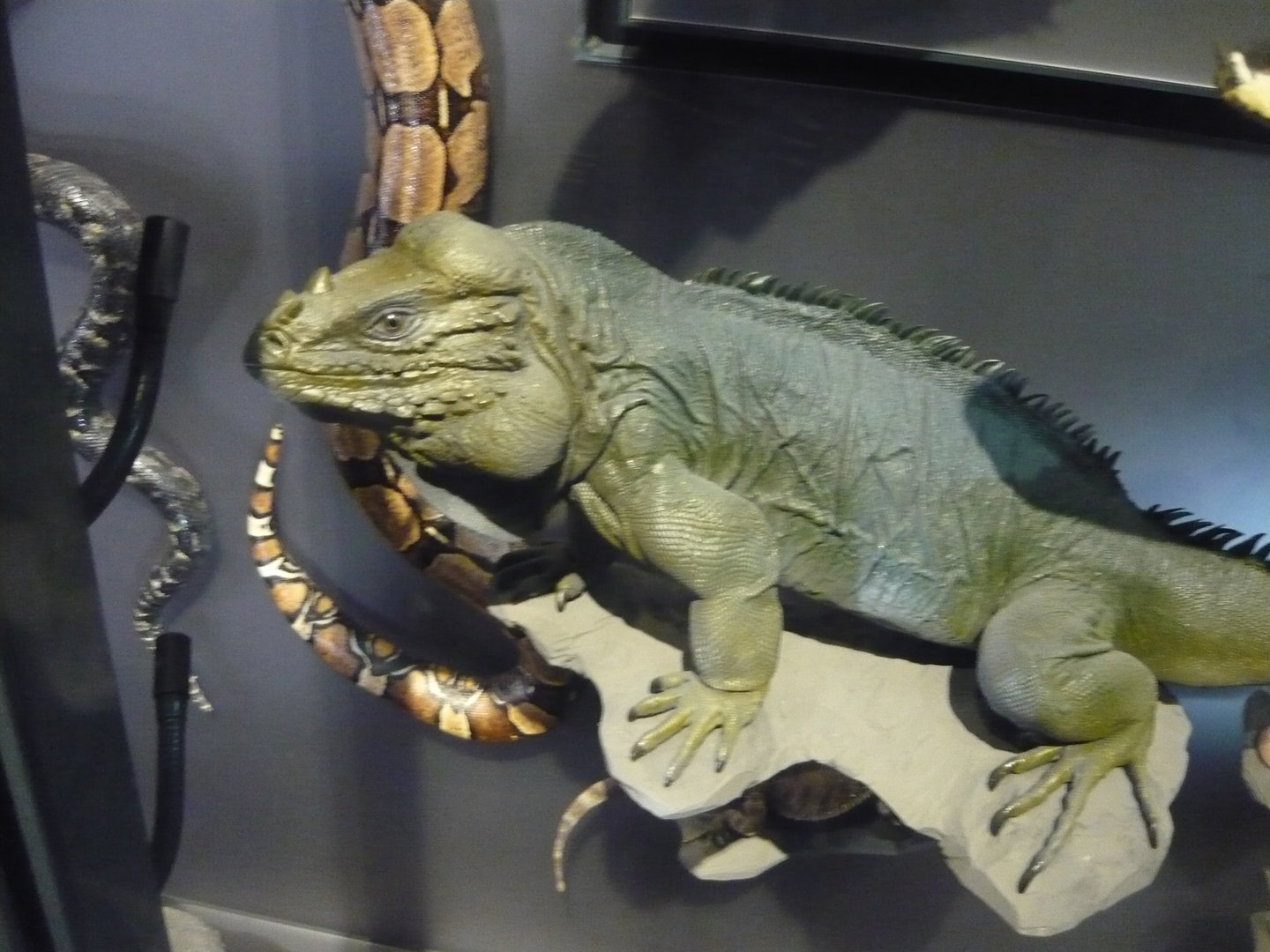 Rhinoceros iguana