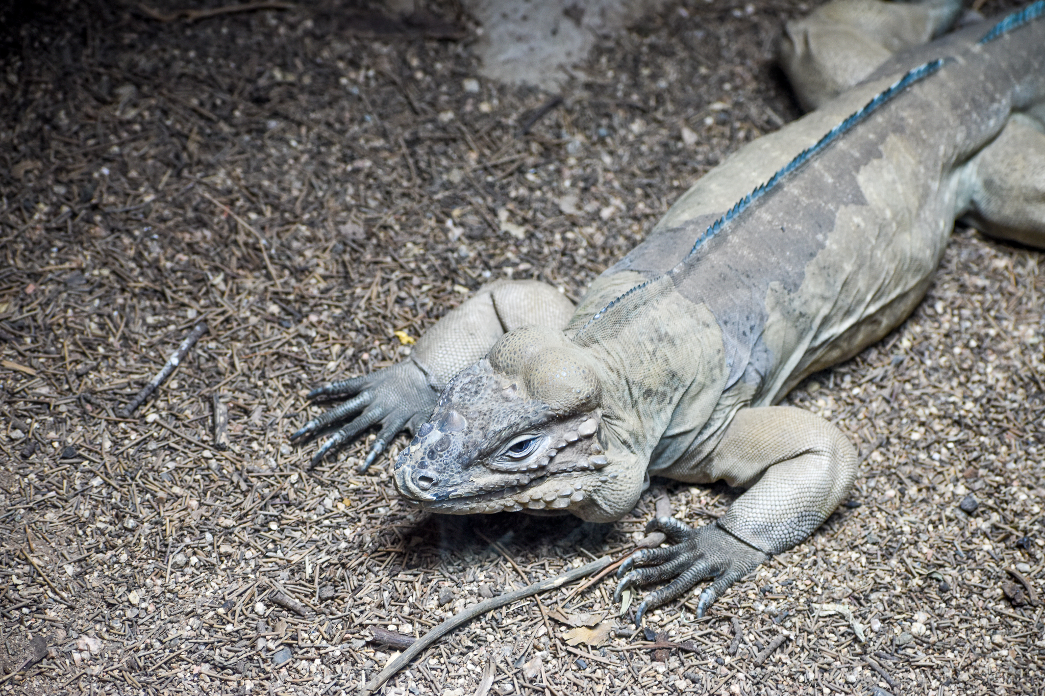 Rhinoceros Iguana