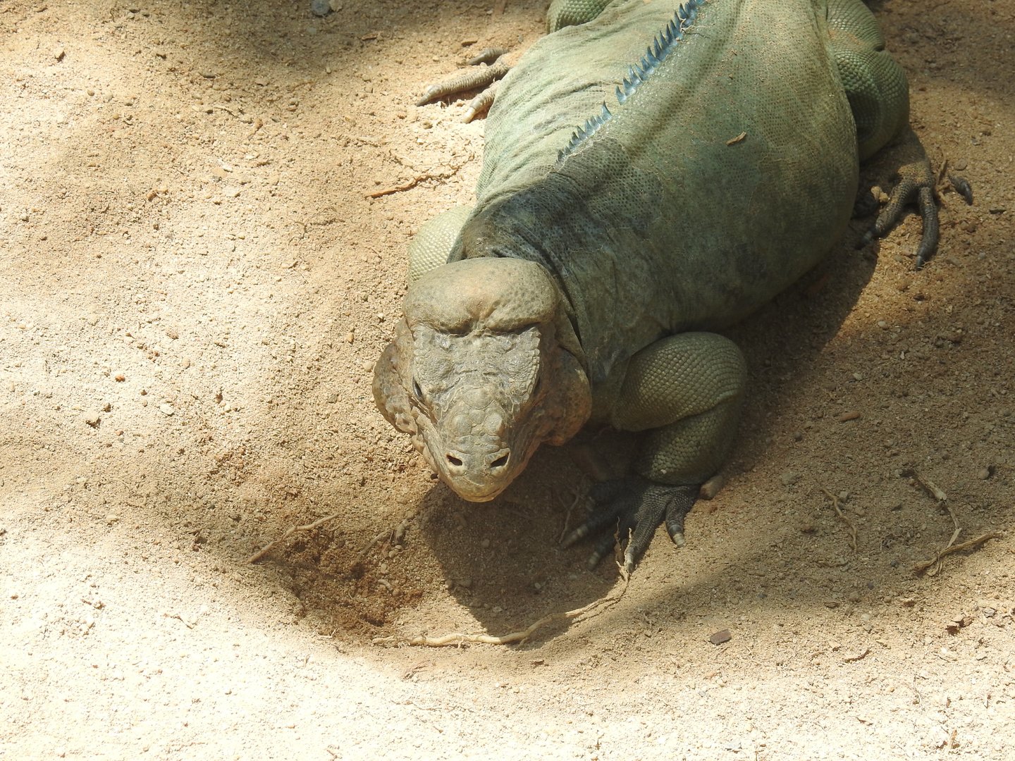 Rhinoceros Iguana