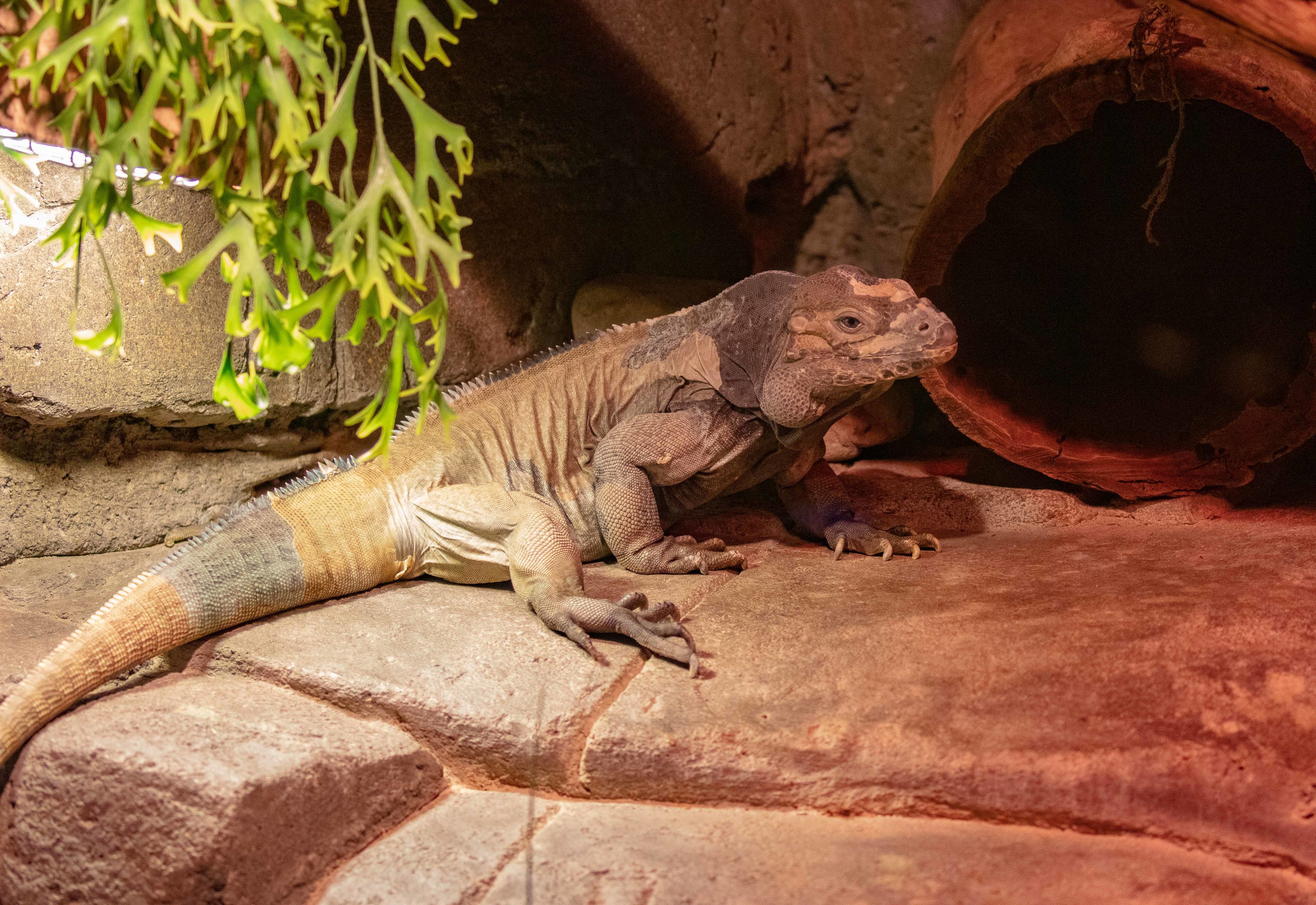 Rhinoceros Iguana