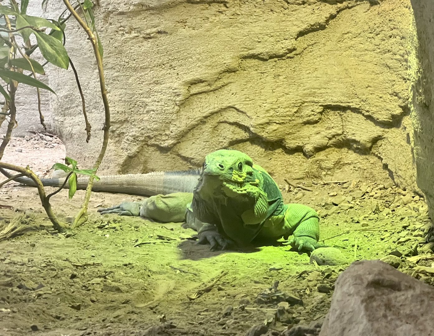 Rhinoceros Iguana