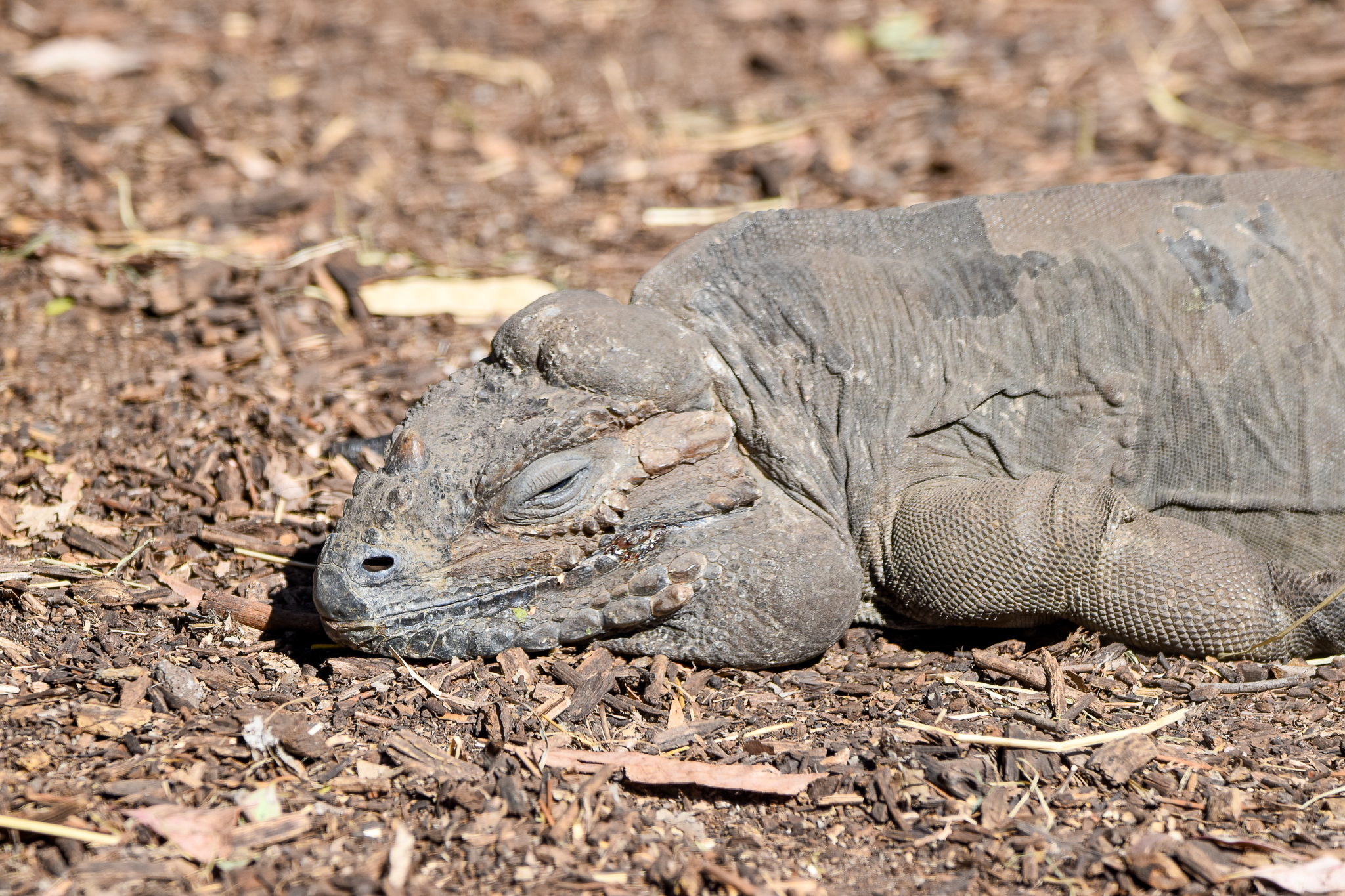 Rhinoceros Iguana