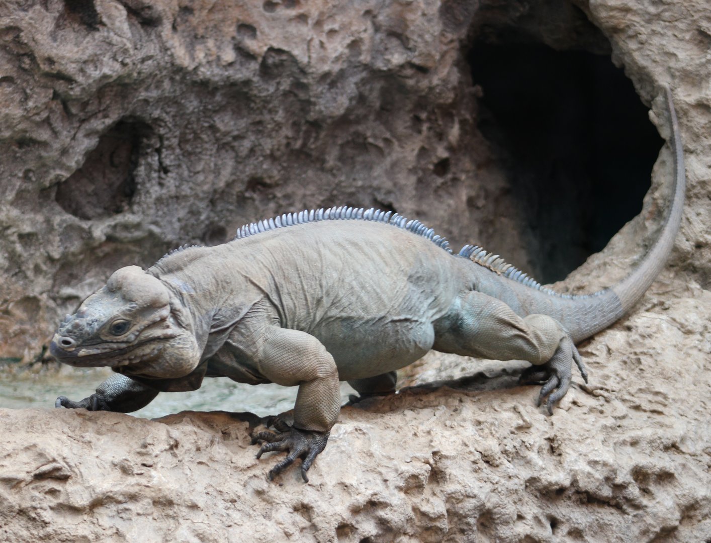 Rhinoceros iguana
