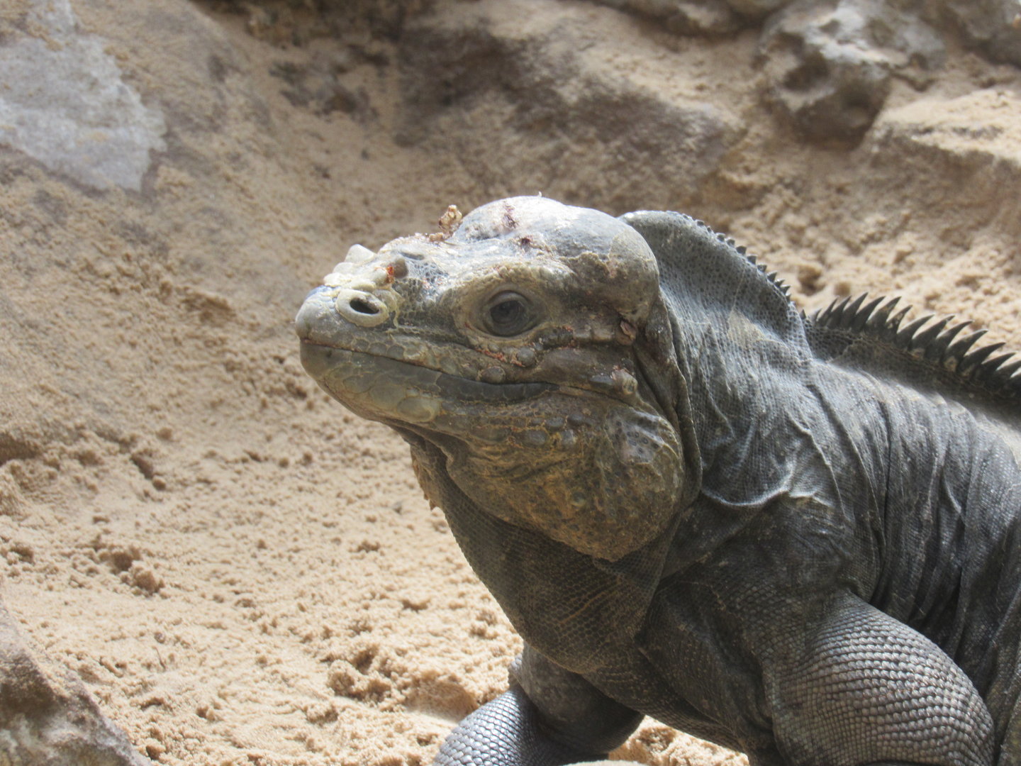 Rhinoceros Iguana