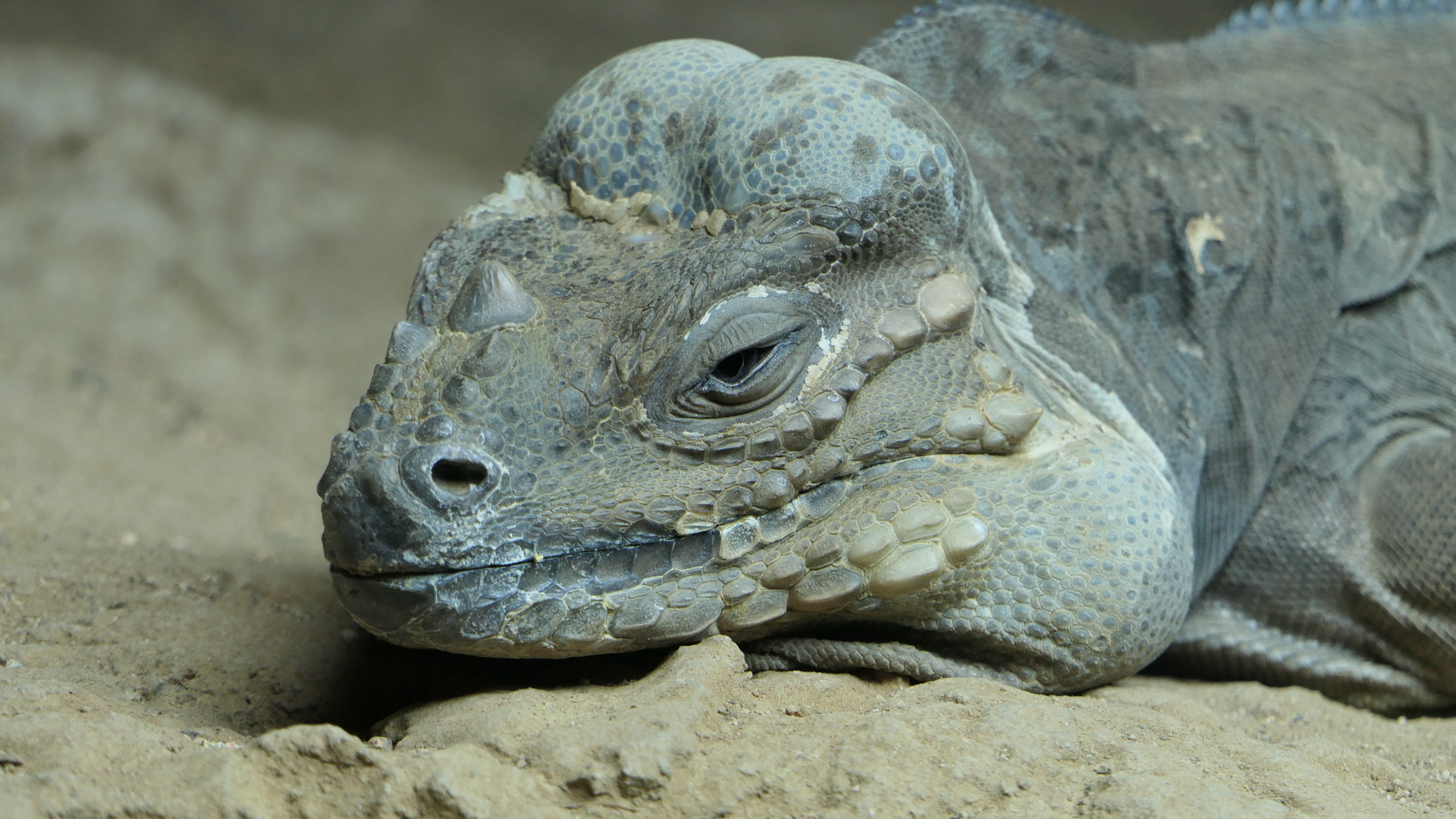 Rhinoceros Iguana