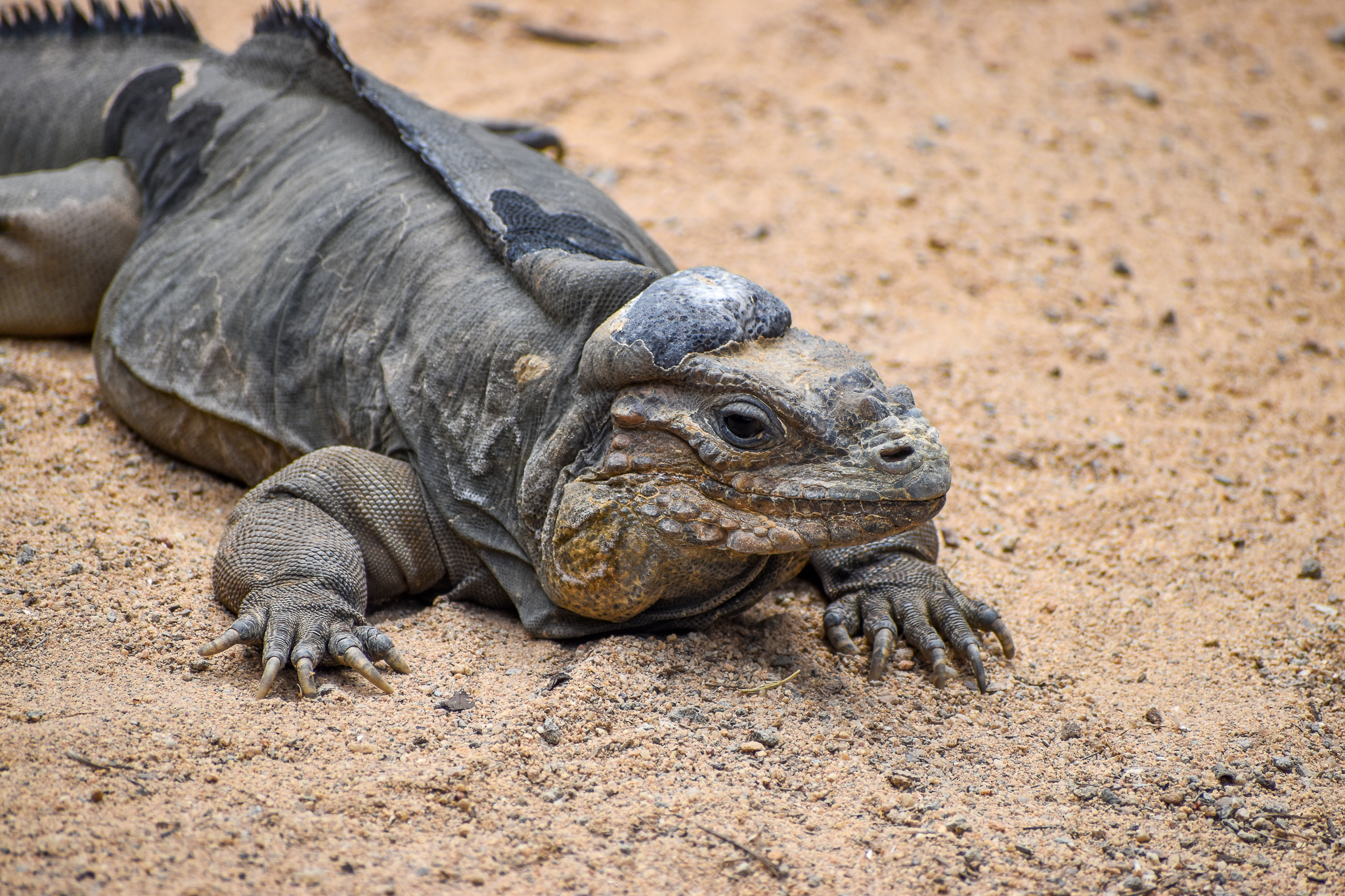 Rhinoceros Iguana