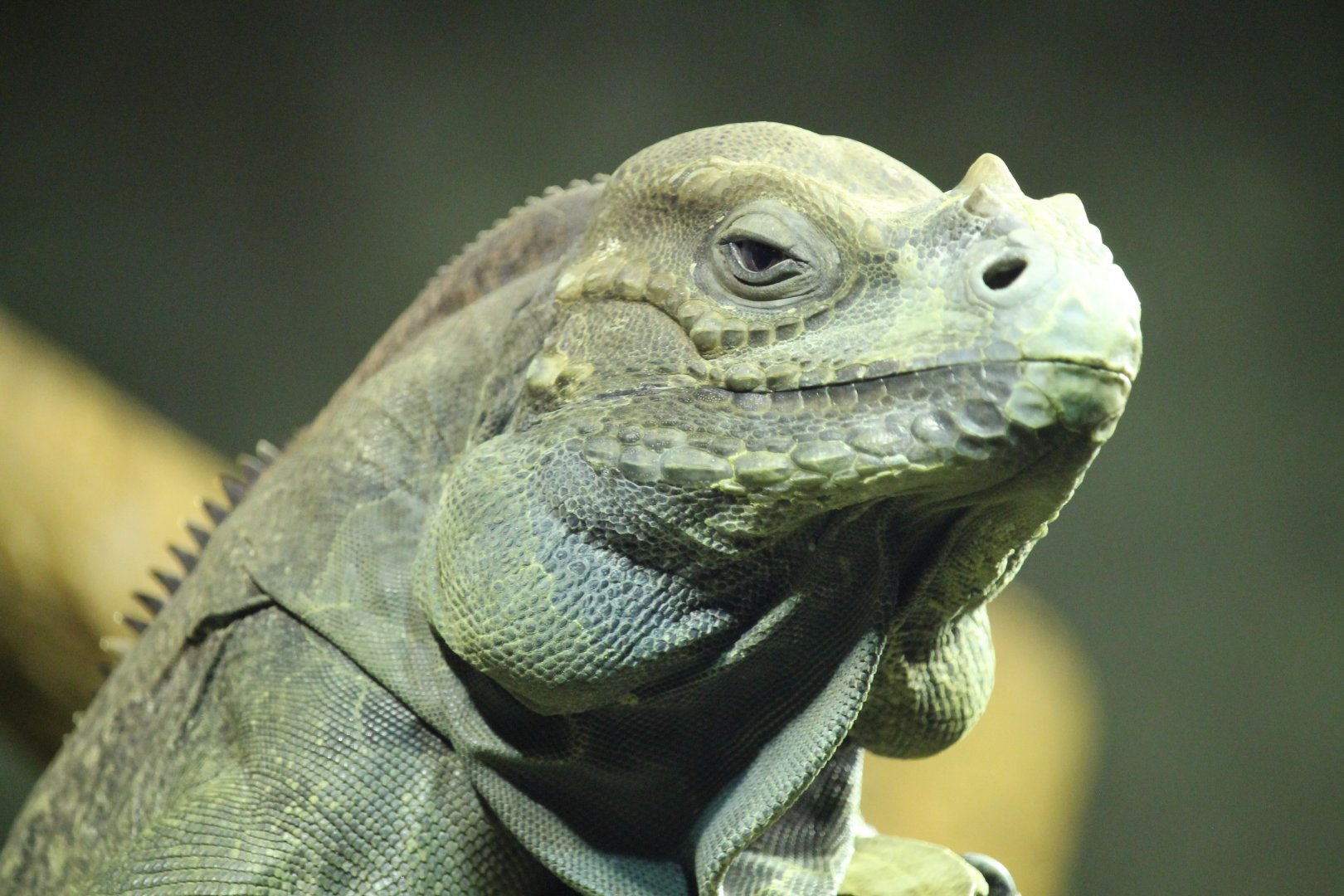 Rhinoceros Iguana