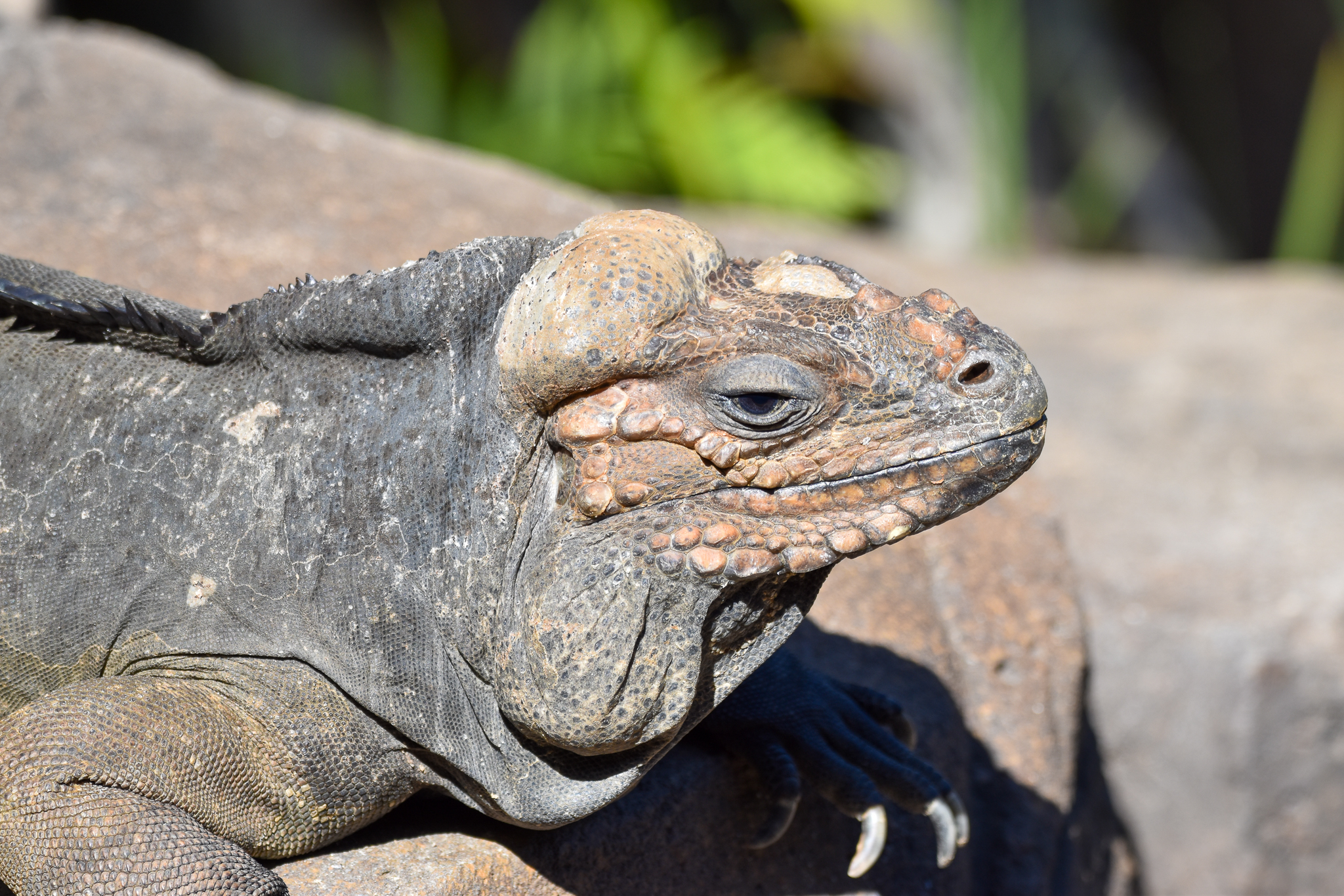 Rhinoceros Iguana