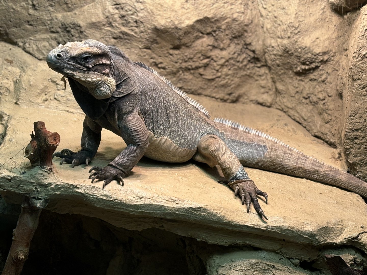 Rhinoceros Iguana