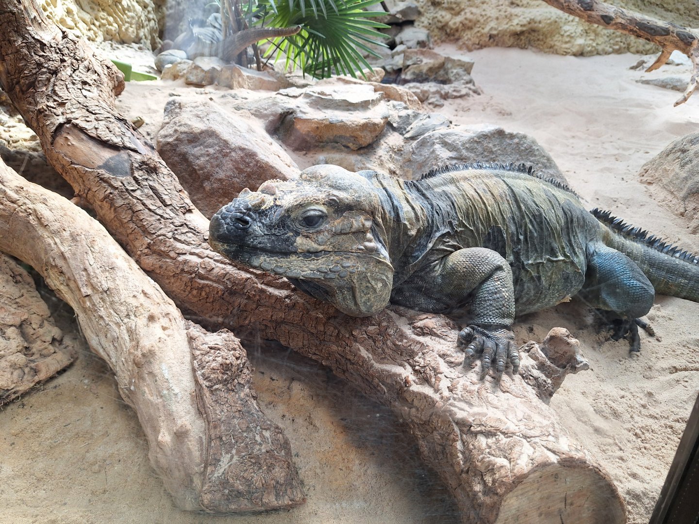 Rhinoceros Iguana