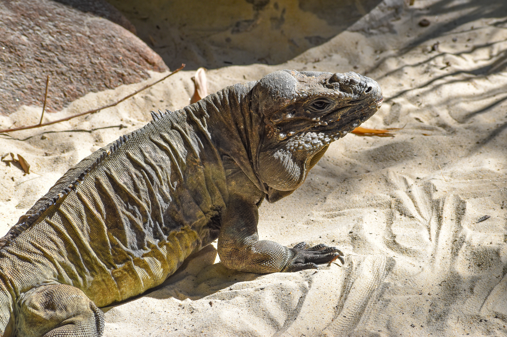 Rhinoceros Iguana