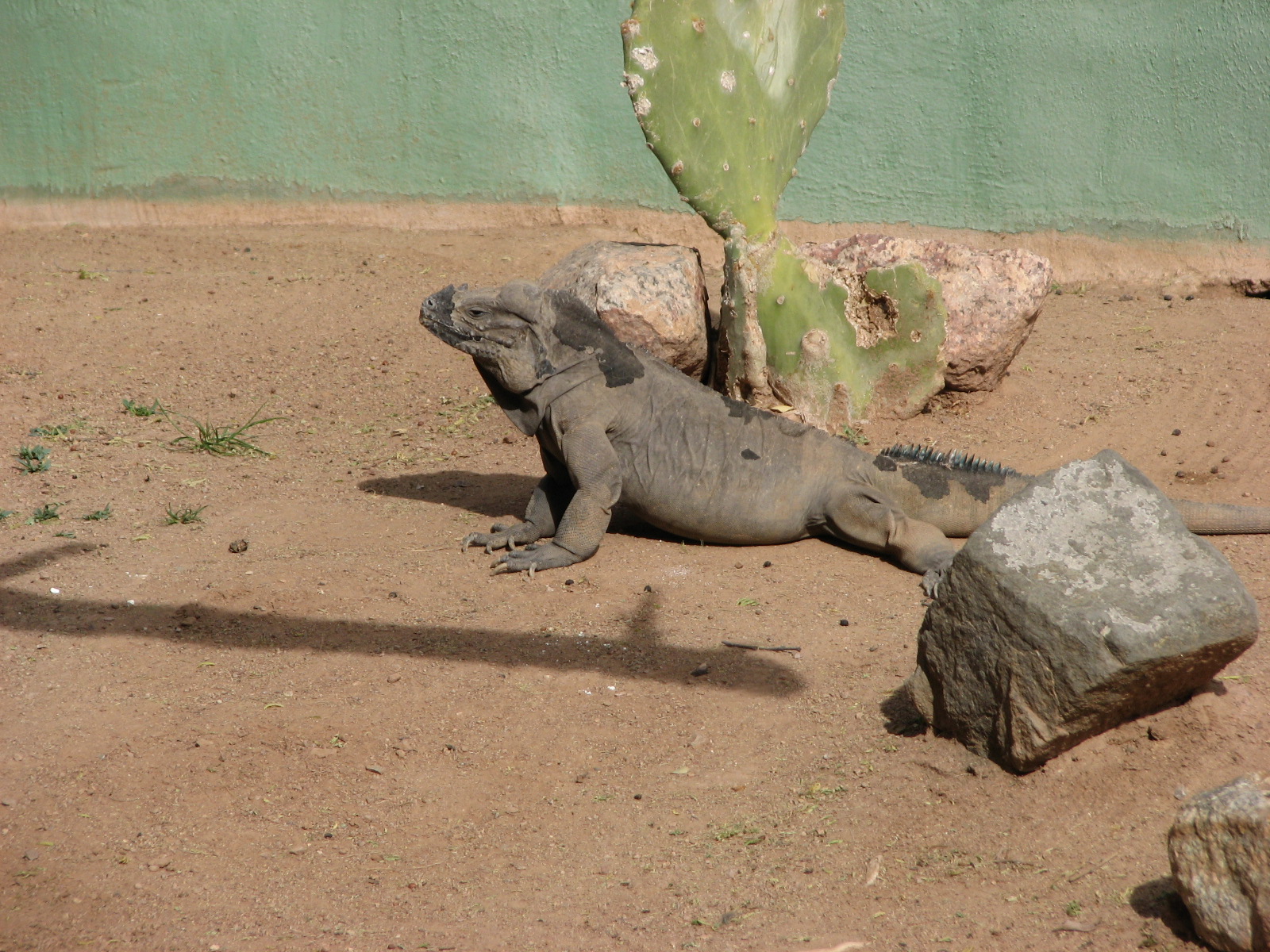 Rhinoceros Iguana