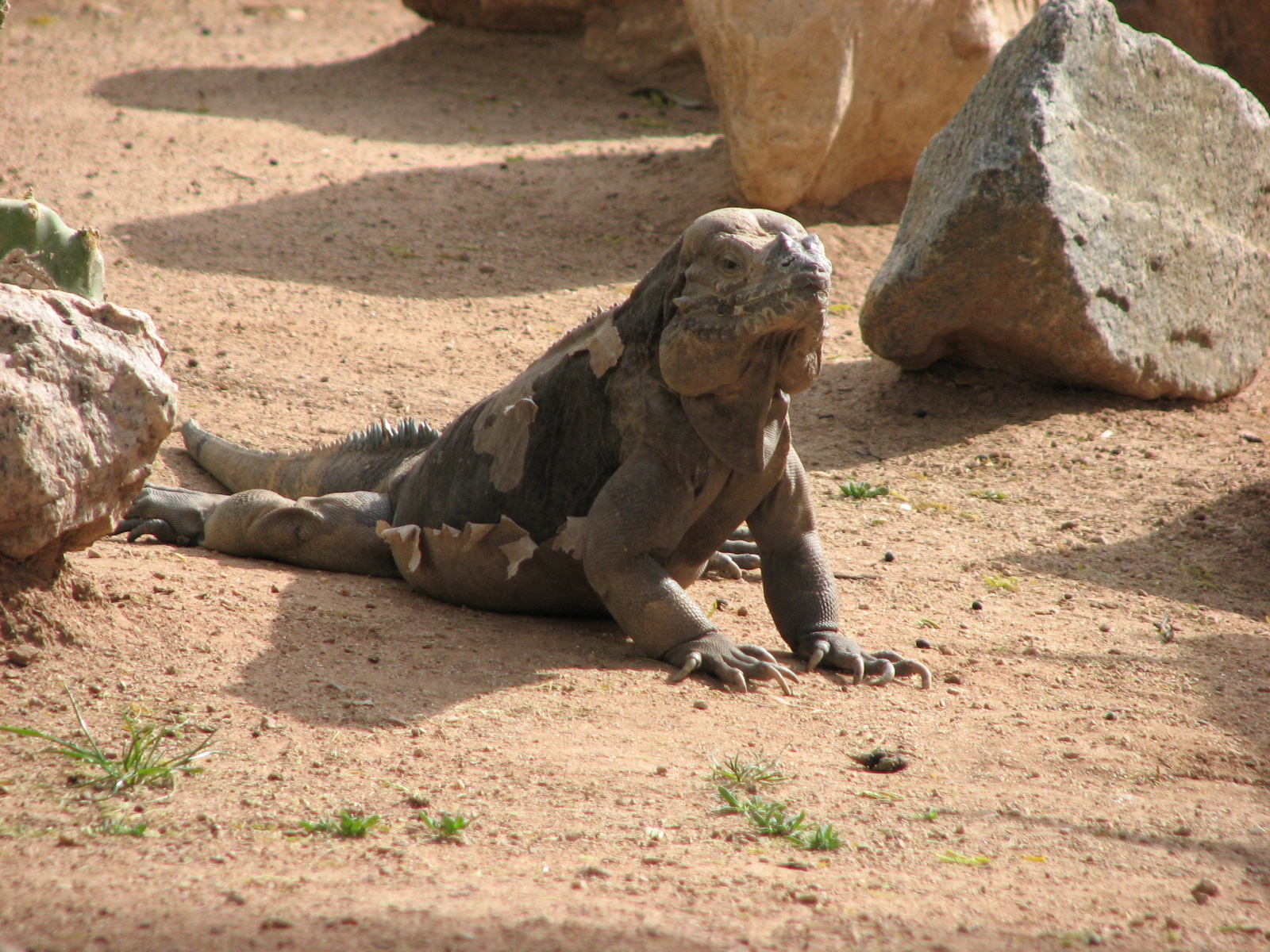 Rhinoceros Iguana