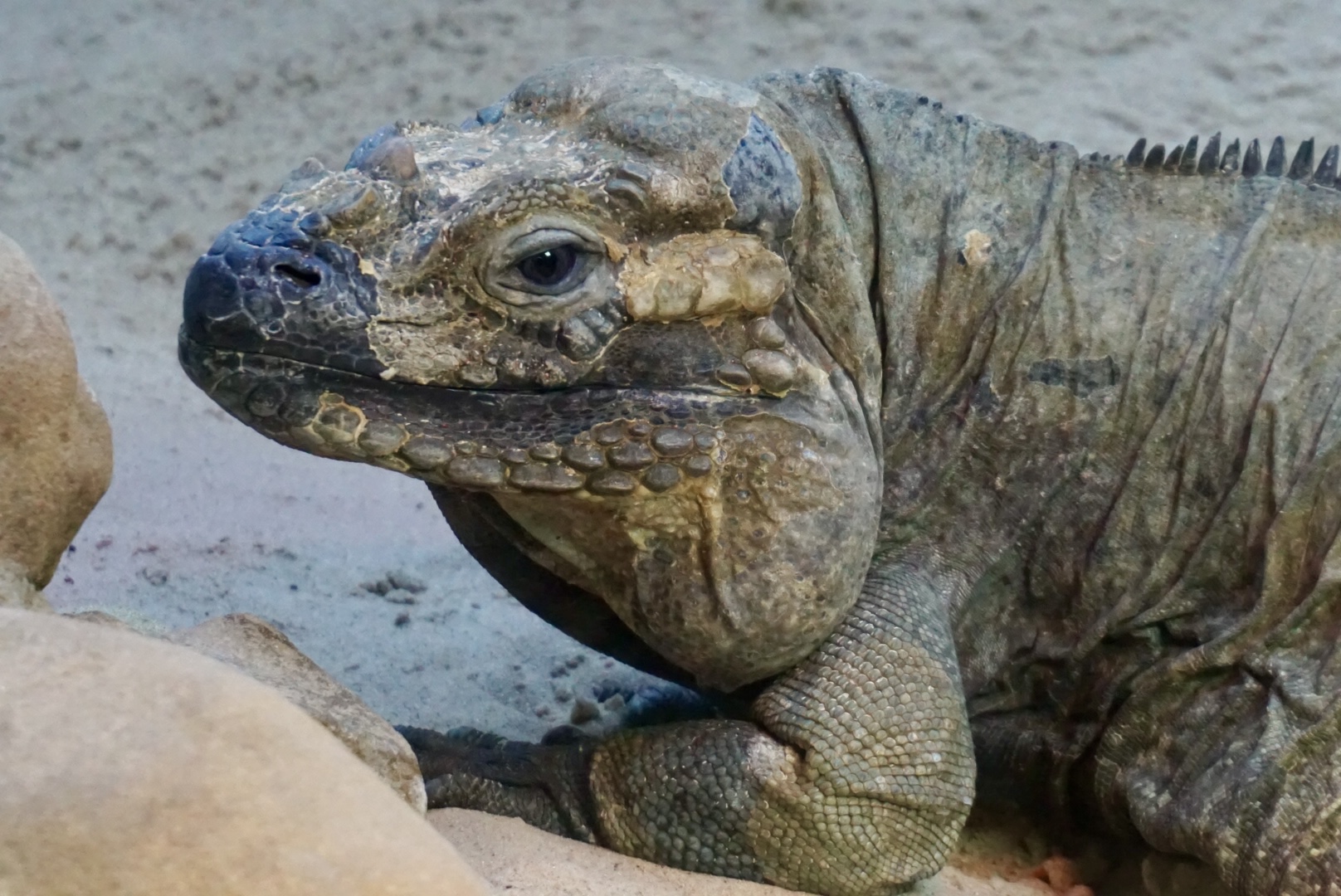 Rhinoceros Iguana