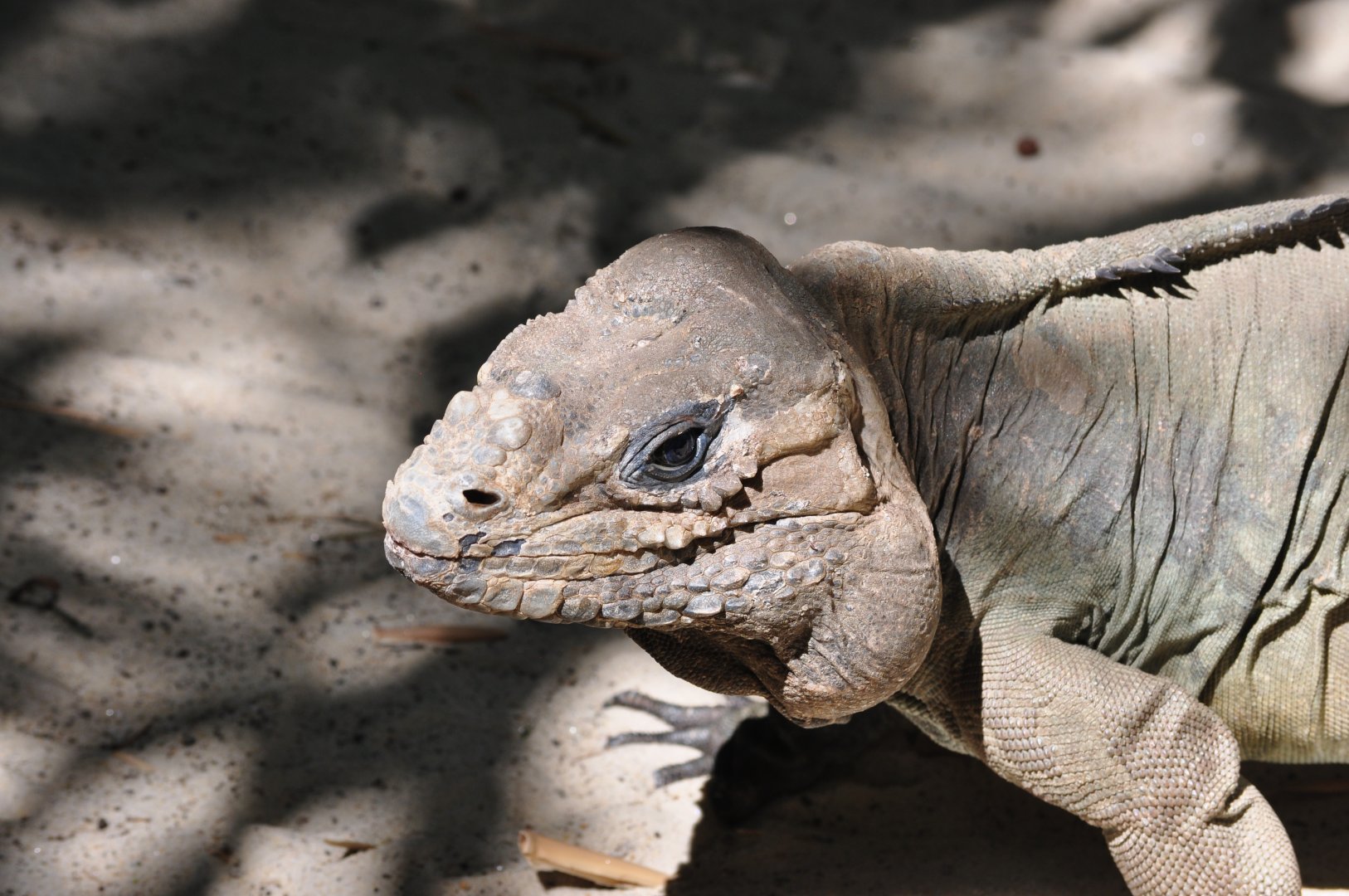 Rhinoceros Iguana