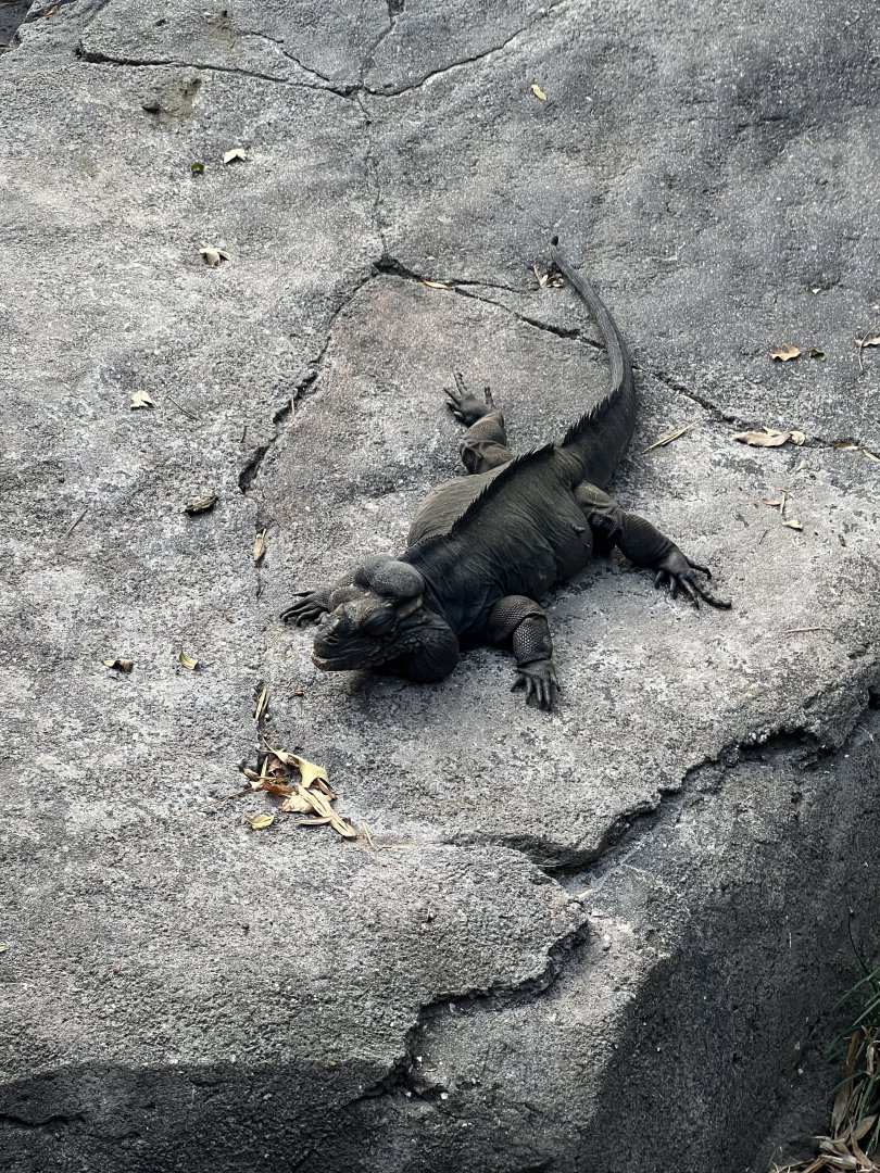 Rhinoceros Iguana
